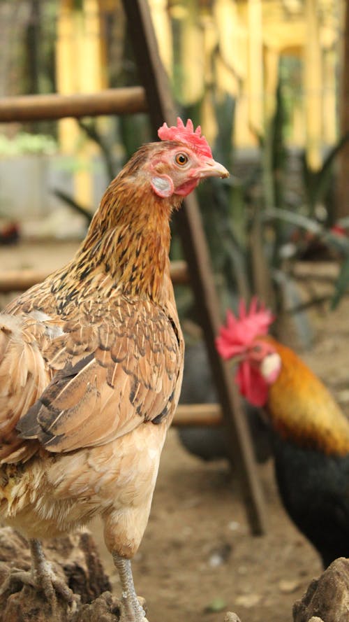 Foto profissional grátis de agricultura, animal, ao ar livre