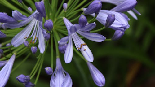 Foto profissional grátis de agapanthus praecox, barra funda, broto