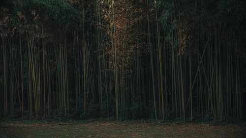 Free Lush bamboo forest creating serene and moody atmosphere, perfect for nature themes. Stock Photo