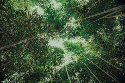 A view of a forest with tall trees