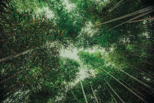 Free A dynamic upward view of a lush bamboo forest canopy on a sunny summer day. Stock Photo