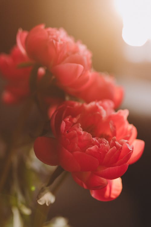 A close up of some red flowers in a vase