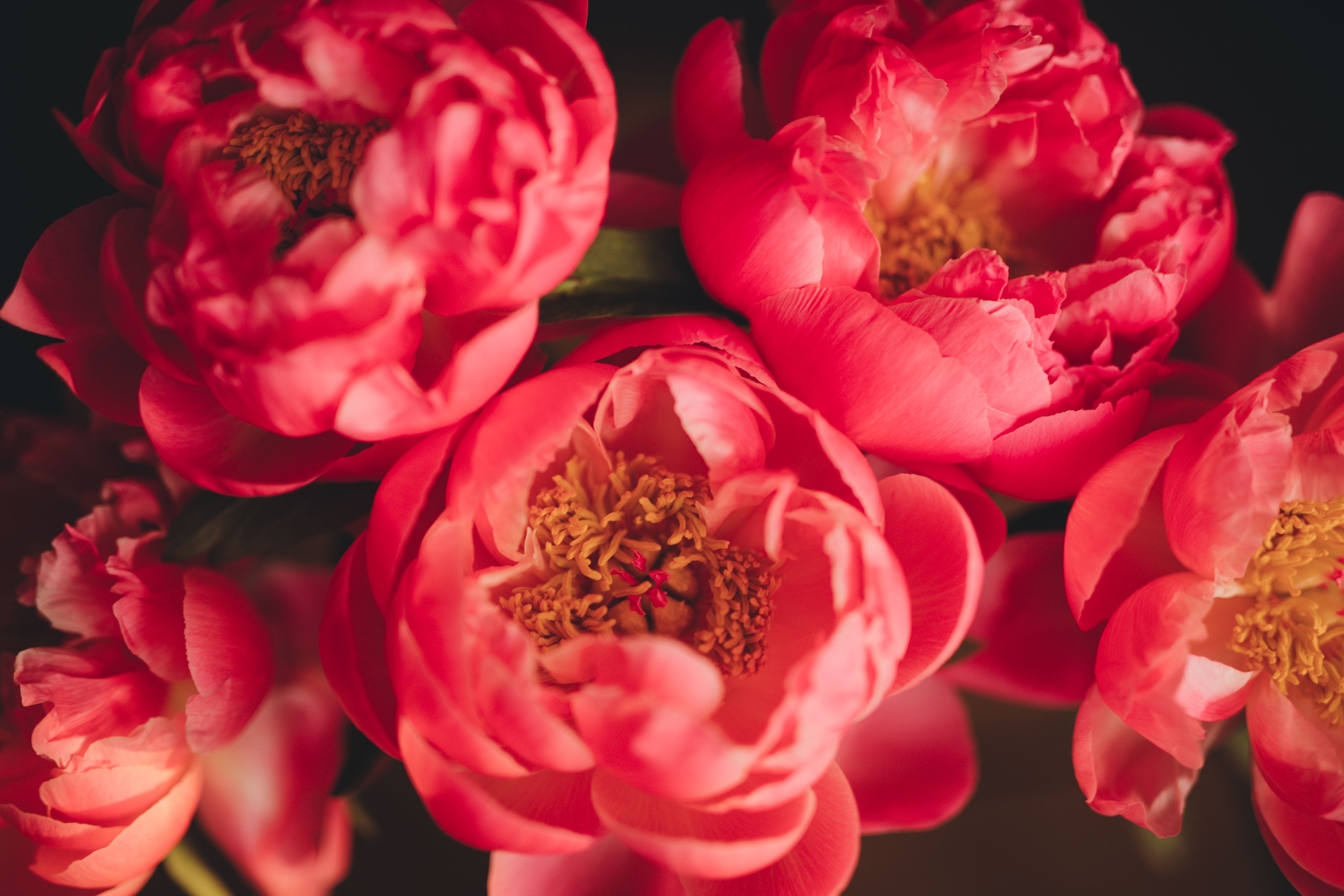 Close-up image of vibrant red peonies, highlighting their intricate petals and natural beauty.
