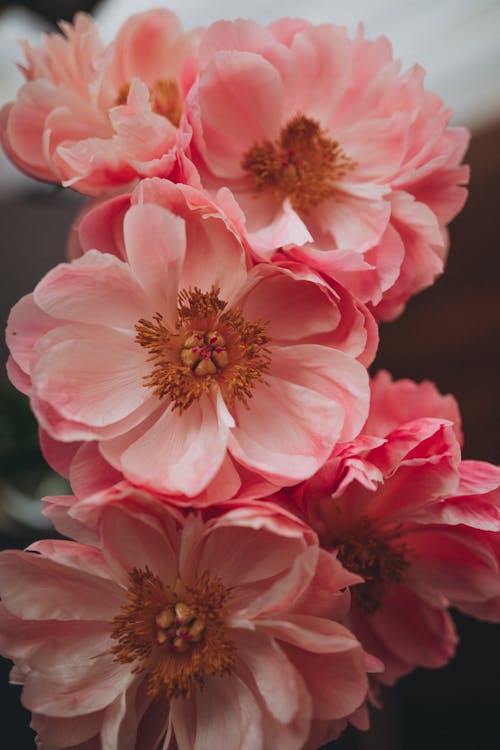 Pink flowers in a vase on a table