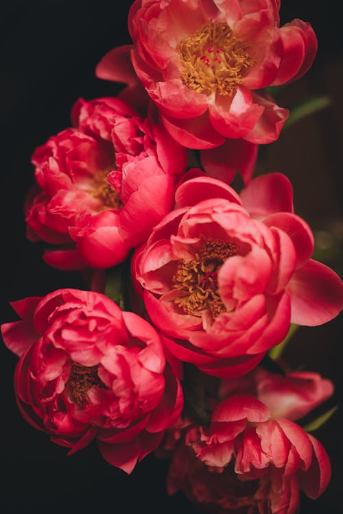 A close up of some red peonies