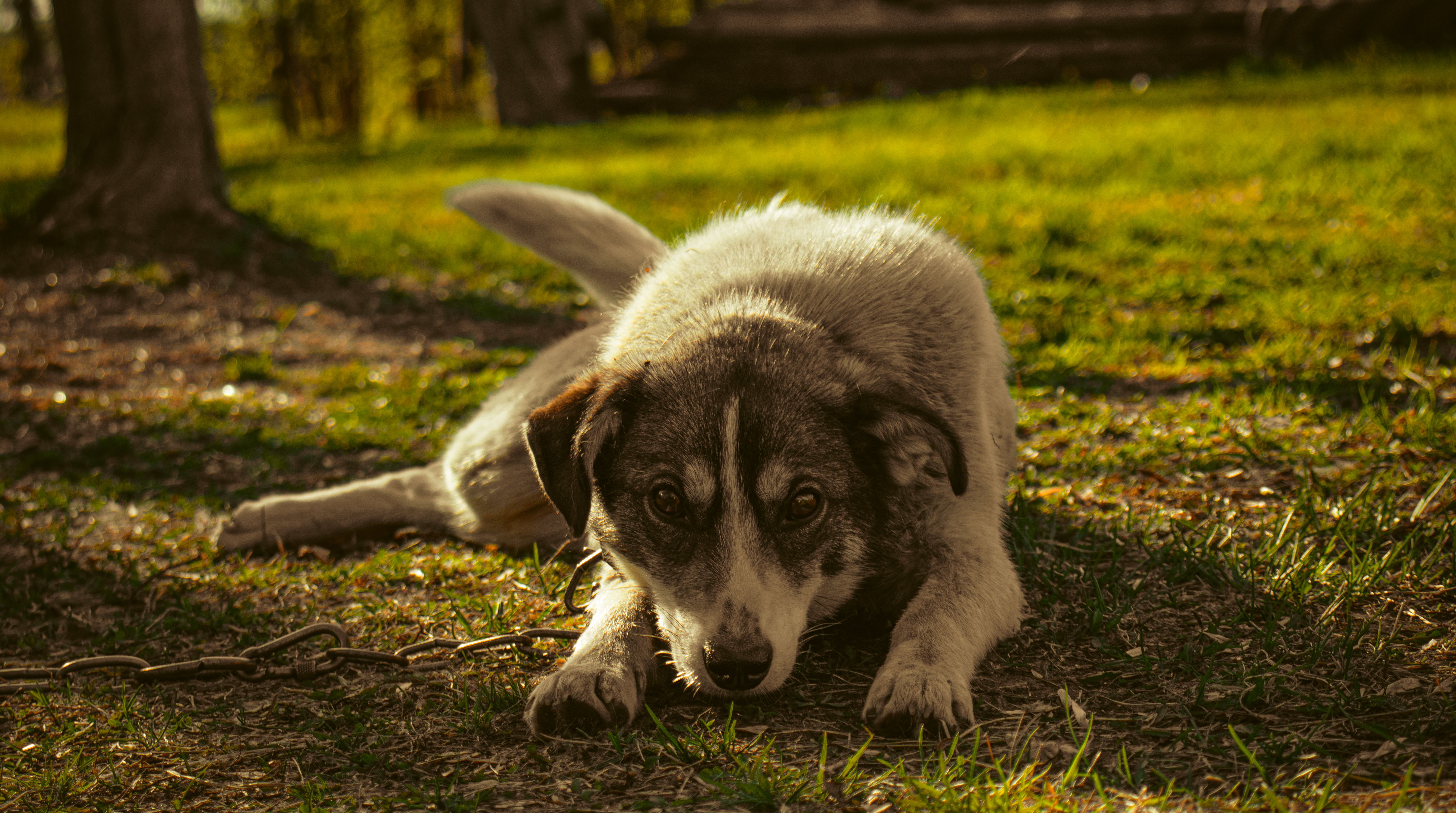 A dog laying on the ground in the grass · Free Stock Photo