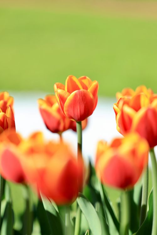 Free Close-up of vivid orange tulips in bloom, capturing springtime beauty with a blurred background. Stock Photo