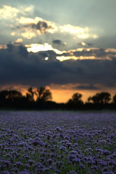 在日落时分的戏剧性天空下，宁静的紫色花田捕捉到了大自然的美丽