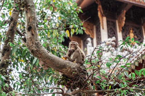 A monkey sitting on a tree branch in front of a building