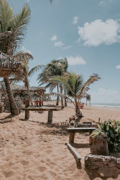 宁静的沙滩上长满棕榈树，非常适合夏季度假