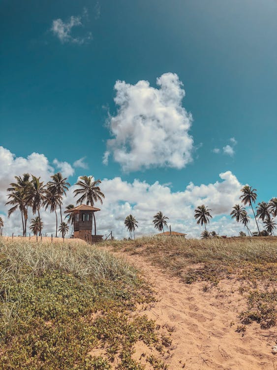 Brown Tower Besides Coconut Trees