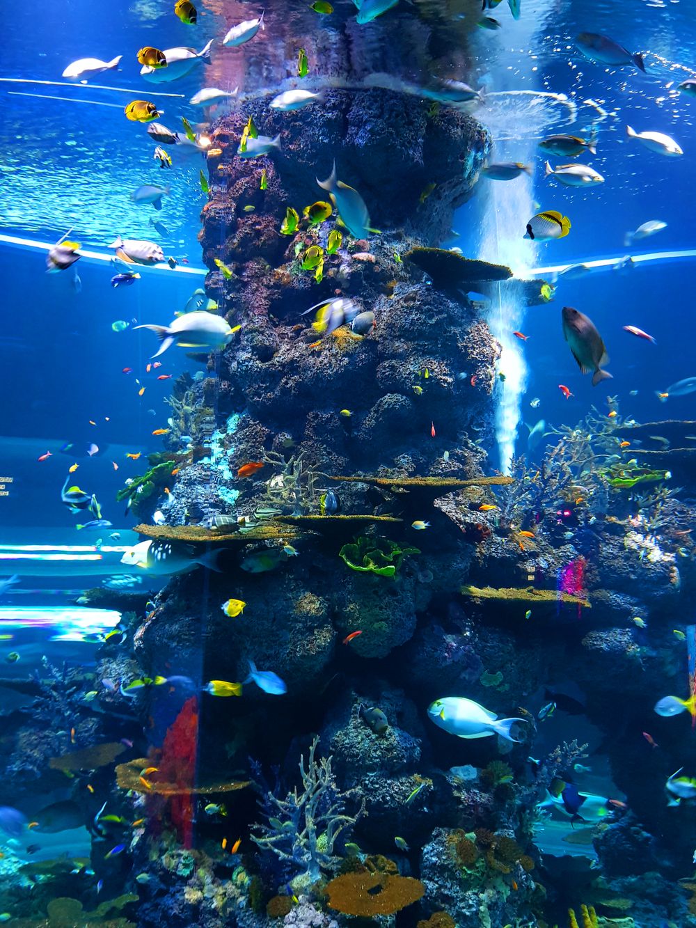Colourful fish swimming in an aquarium