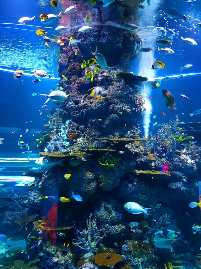 Downtown Aquarium Houston