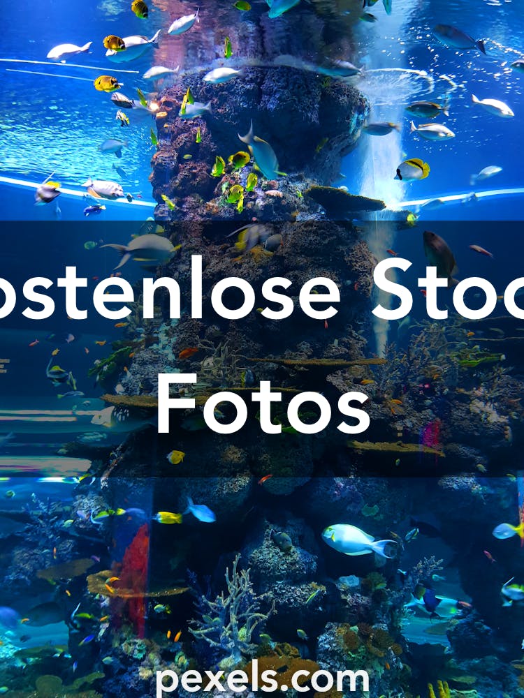 500 Aquarium Fotos Pexels Kostenlose Stock Fotos