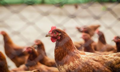 Poultry Insurance