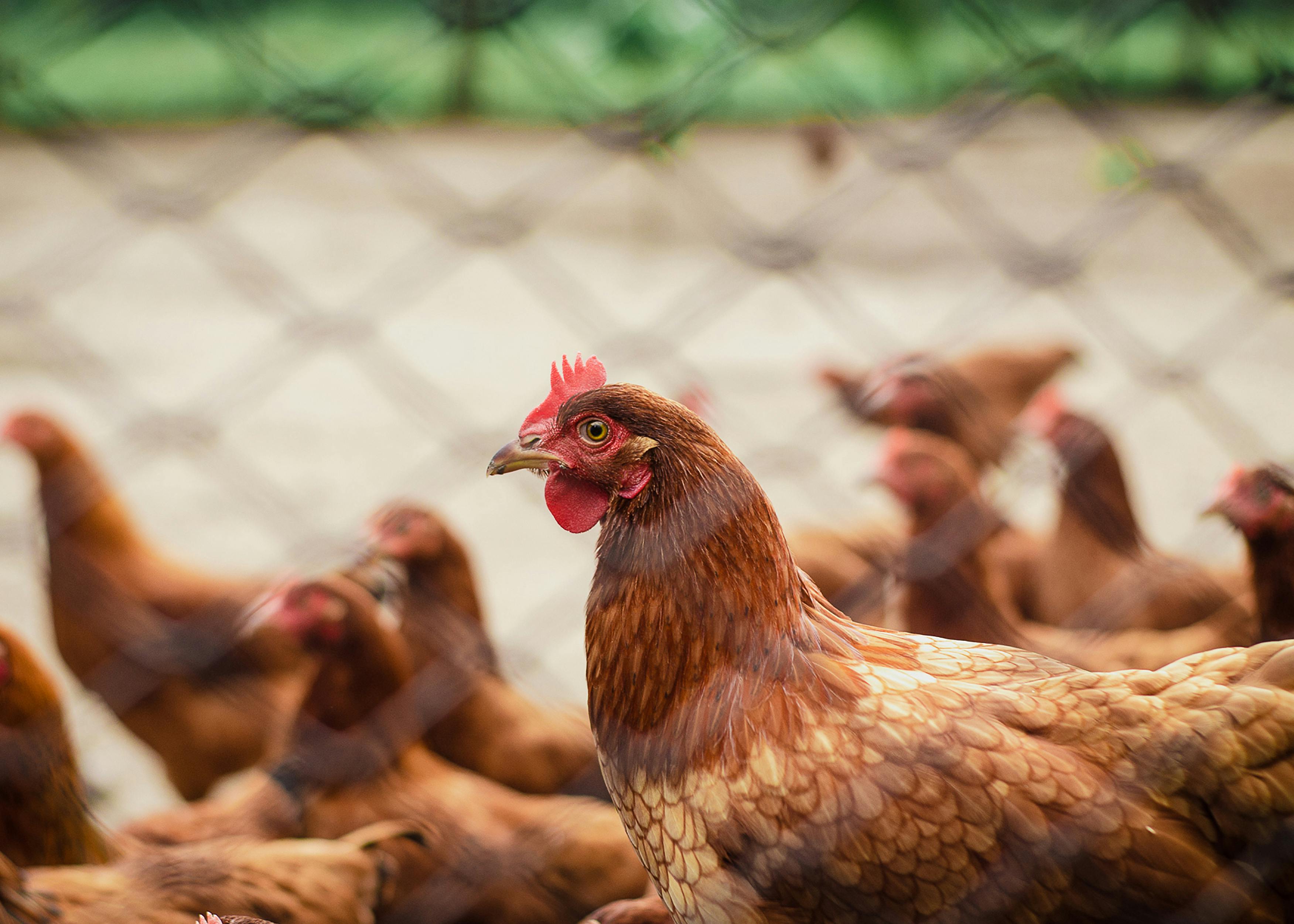 2,000+ Best Chicken Photos · 100% Free Download · Pexels Stock Photos