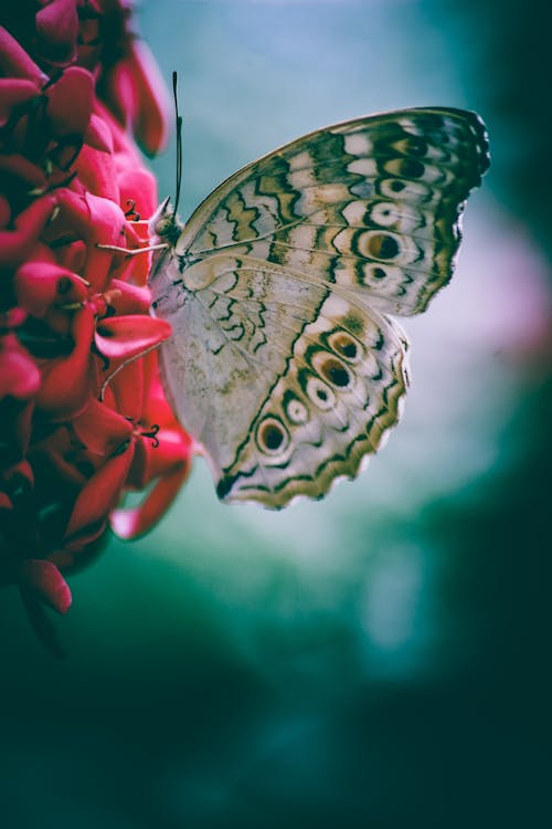 Selective-focus Photo of Butterfly Perching Pink Flower