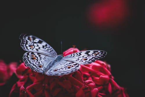 꽃에 나비의 근접 사진