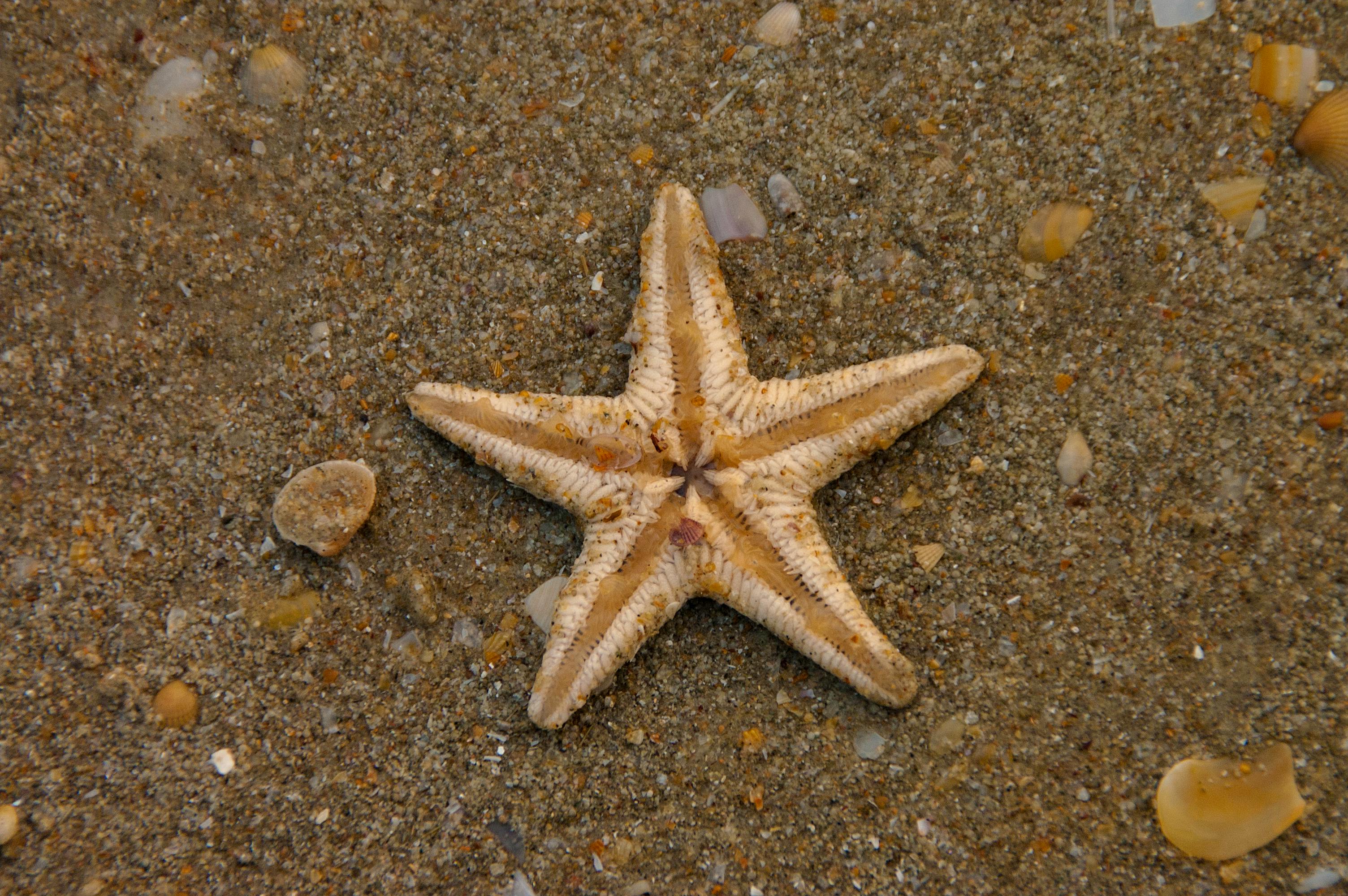 Menakjubkan 25 Gambar  Bintang Laut  Asli  Richa Gambar 