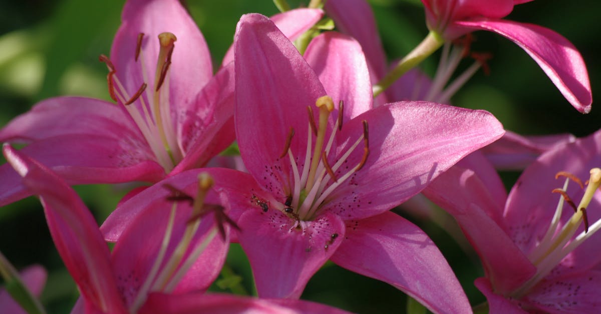 Free stock photo of flowers, nature, Pink Lillies