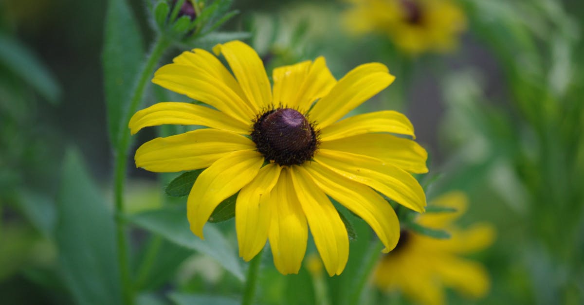 Free stock photo of Black Eyed Susan, flower, nature