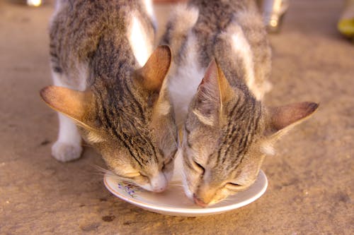 Immagine gratuita di animale, gatti, latte