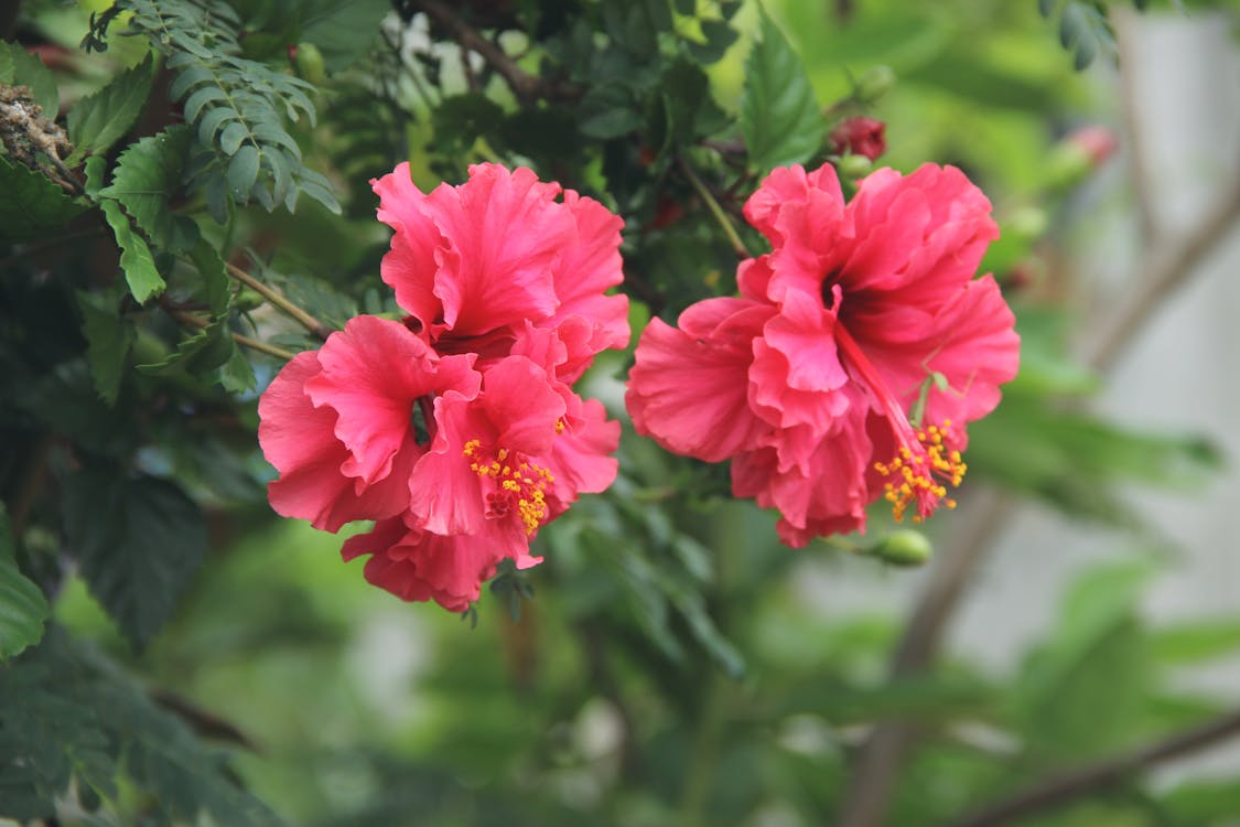 Fotografi Fokus Selektif Bunga Petaled Pink