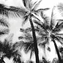一幅以热带为背景、高耸棕榈树映衬天空的灰度图像
