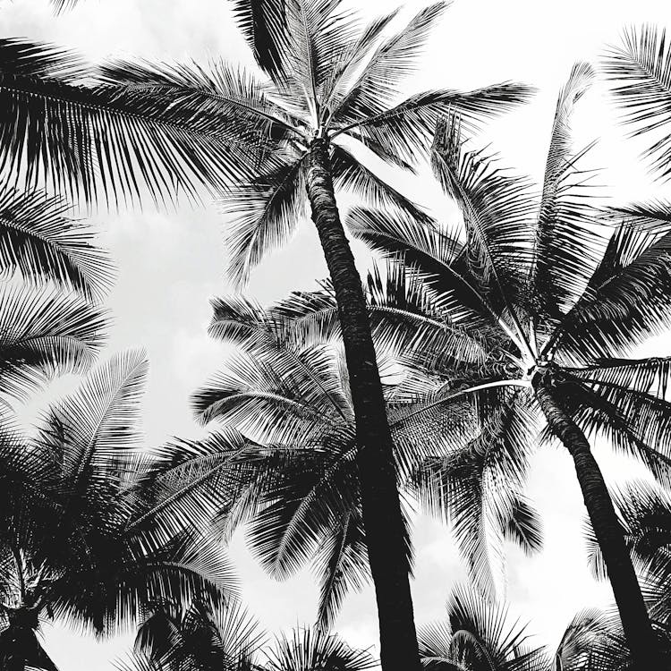 Grayscale Photo Of Palm Trees