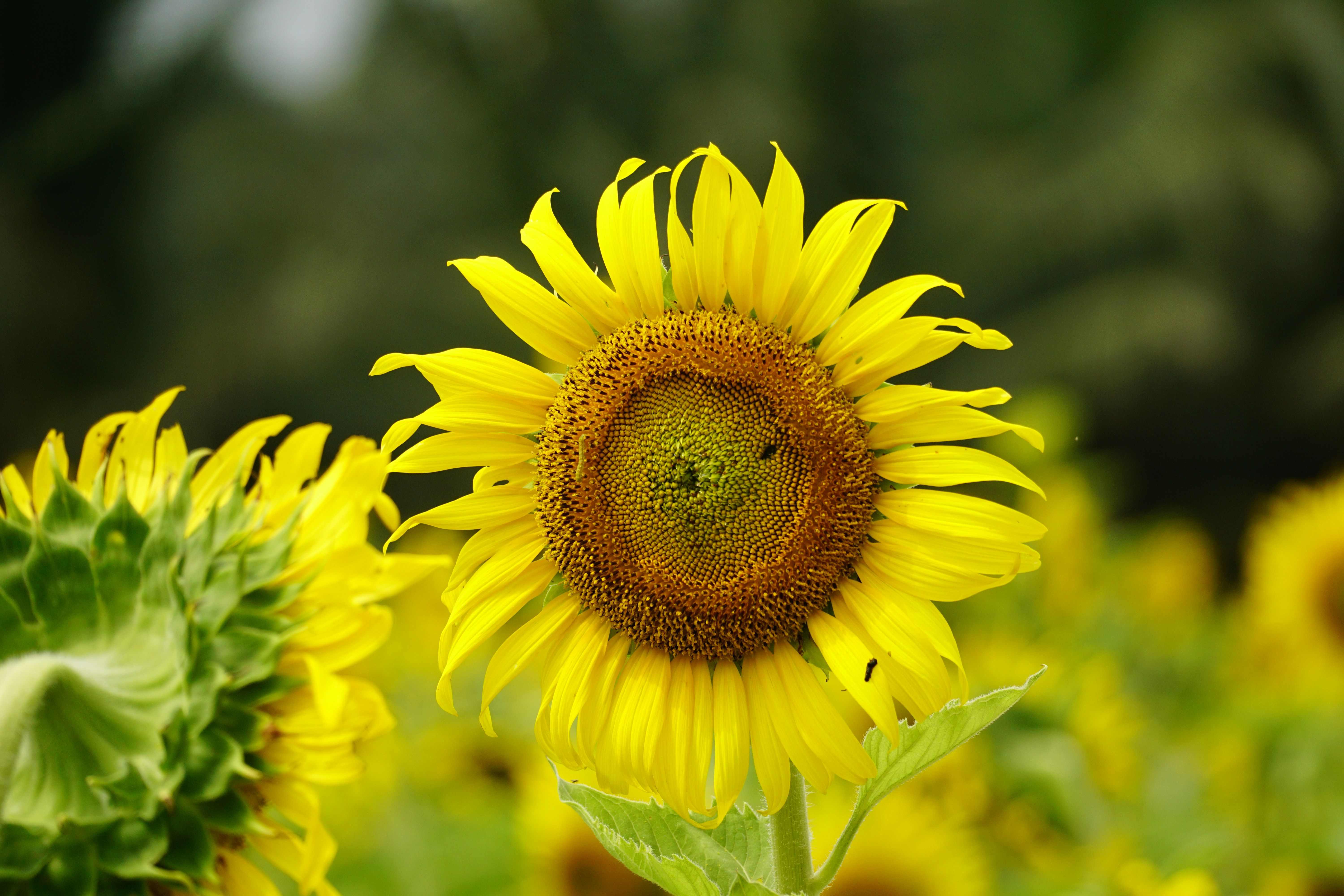 Close up of a Sunflower · Free Stock Photo