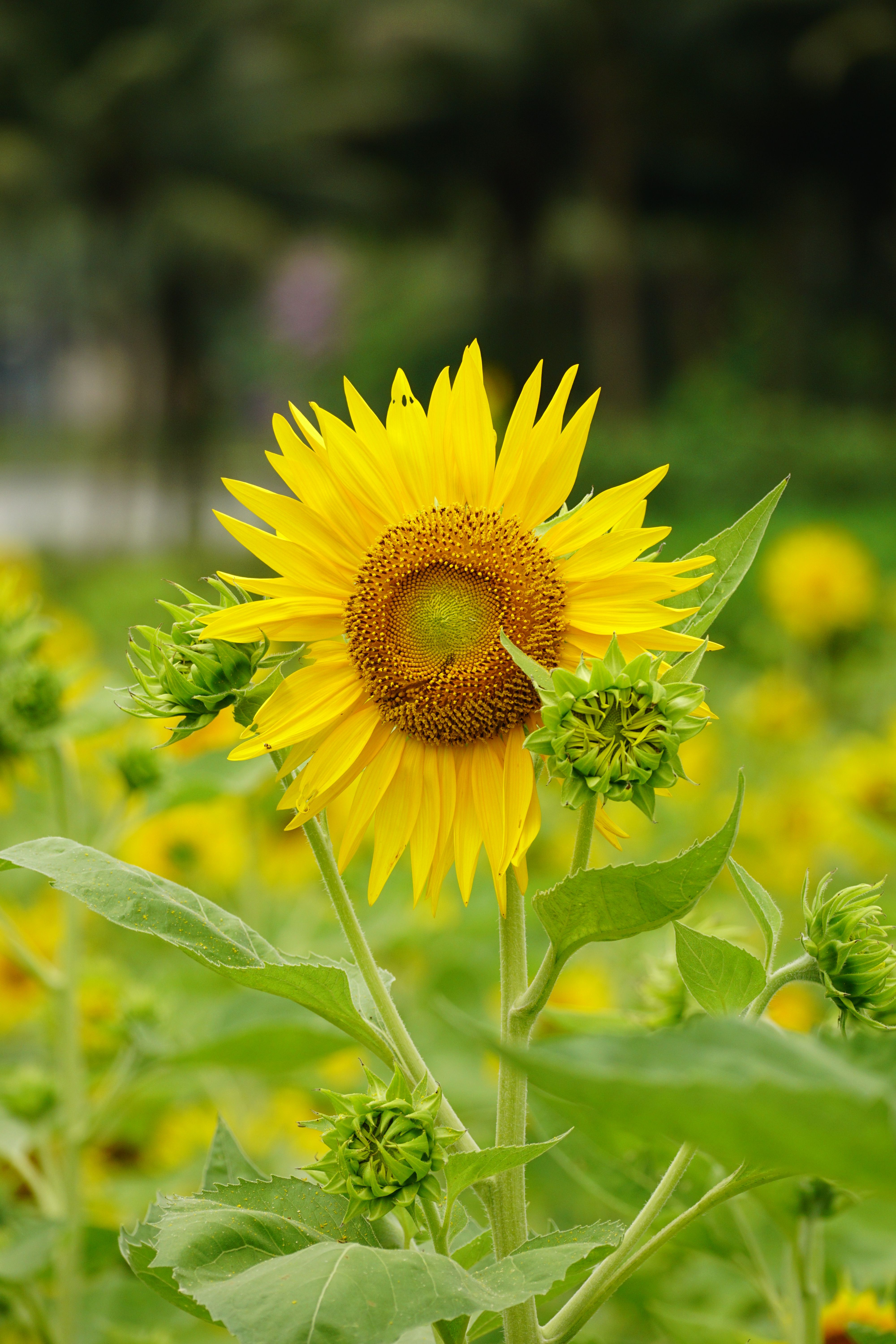Close up of a Sunflower · Free Stock Photo