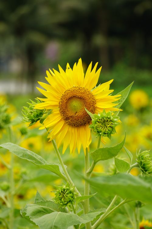 Funflower Close up of a Sunflower · Free Stock Photo