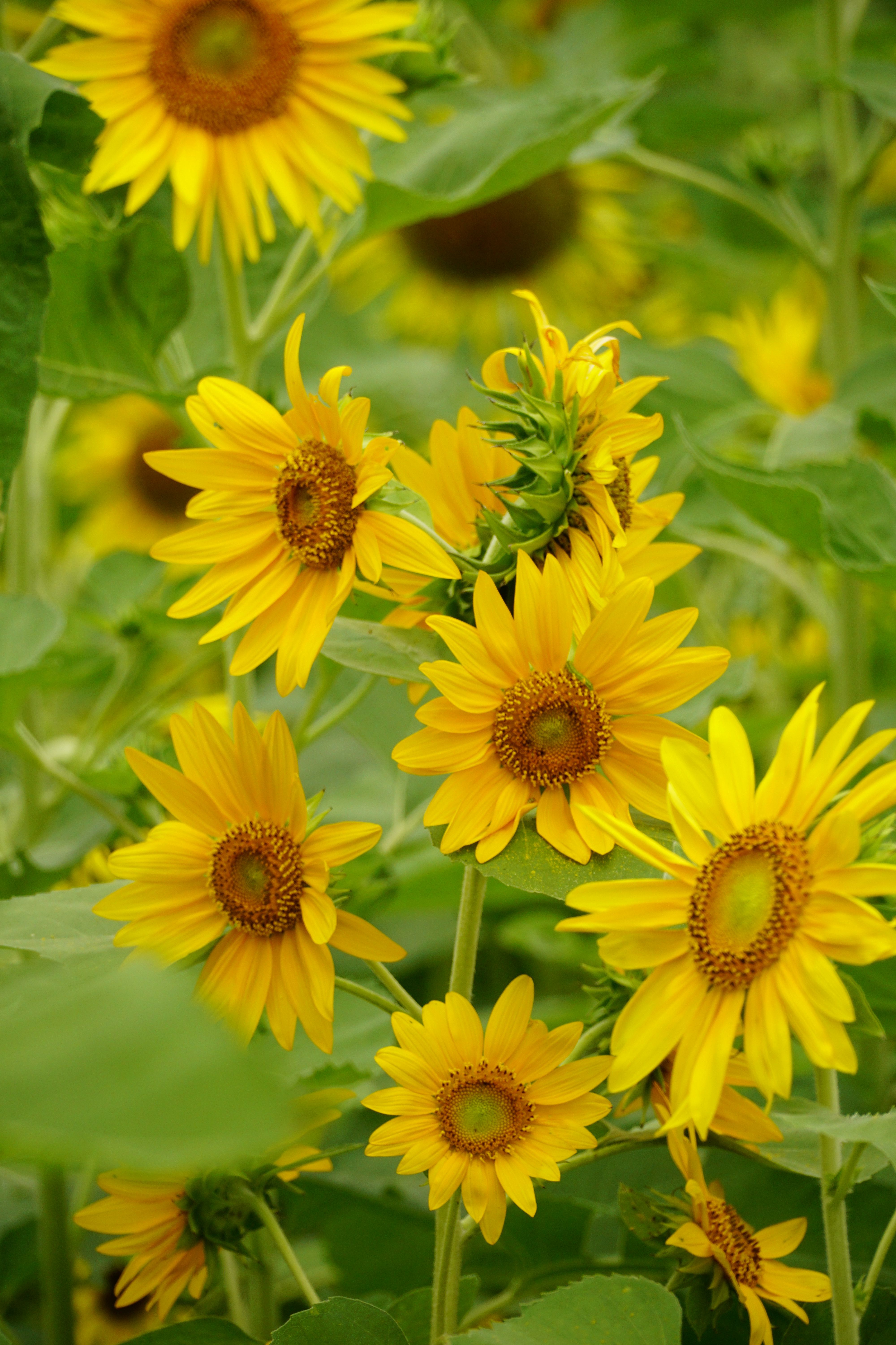Yellow Sunflowers on Field · Free Stock Photo