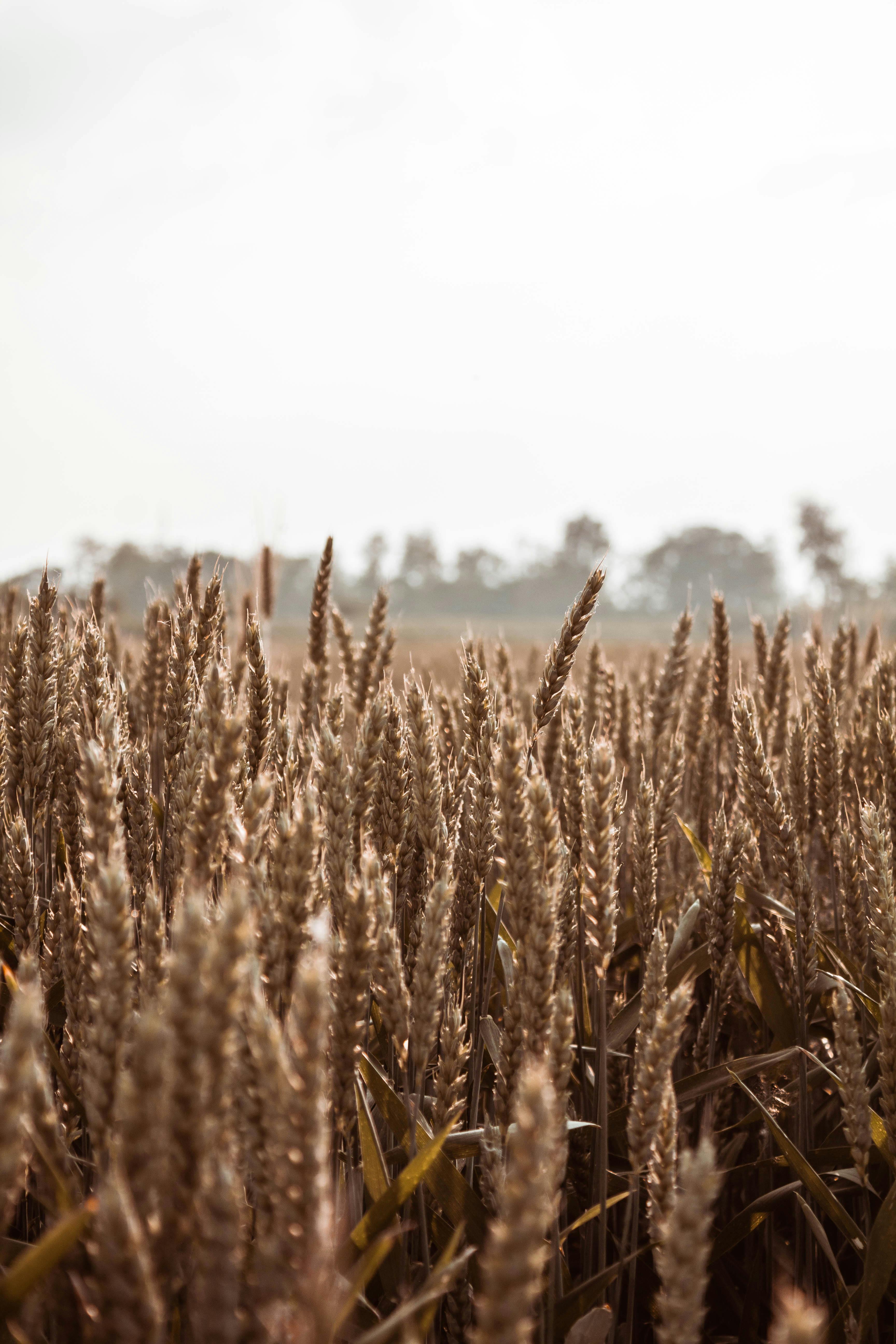 Barley Crop Field Cereal - Free photo on Pixabay - Pixabay