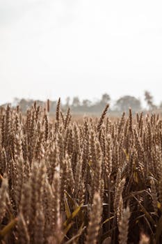 意大利皮埃蒙特麦田在日出时分的景色宁静祥和，基调温暖而朴实