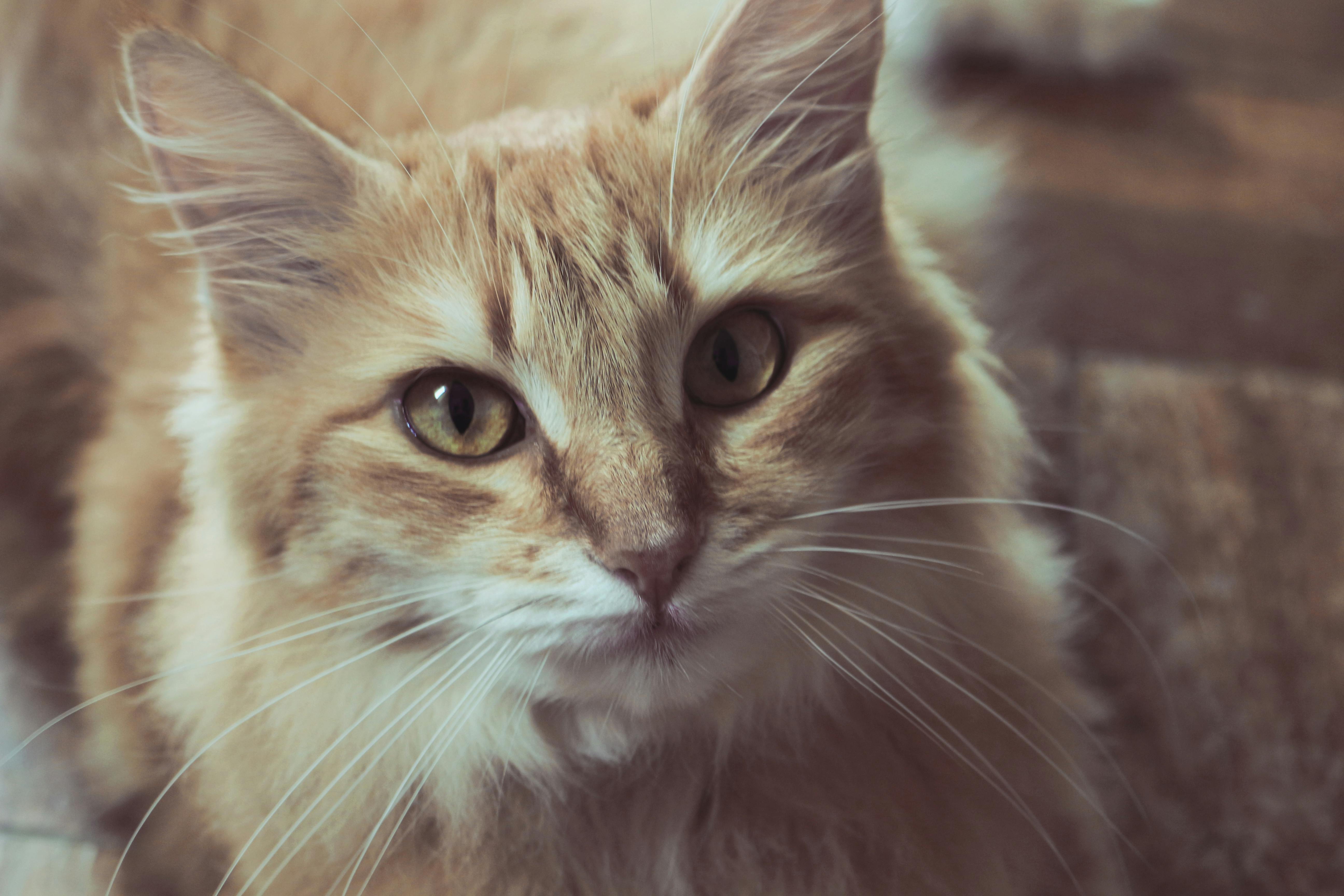 cat on brown surface