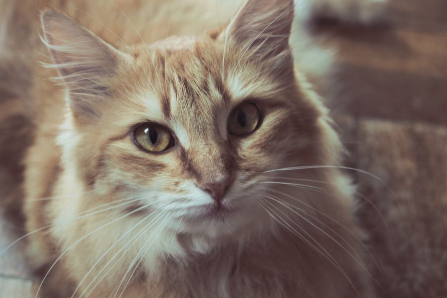 Ginger cat next to a bowl of kibble