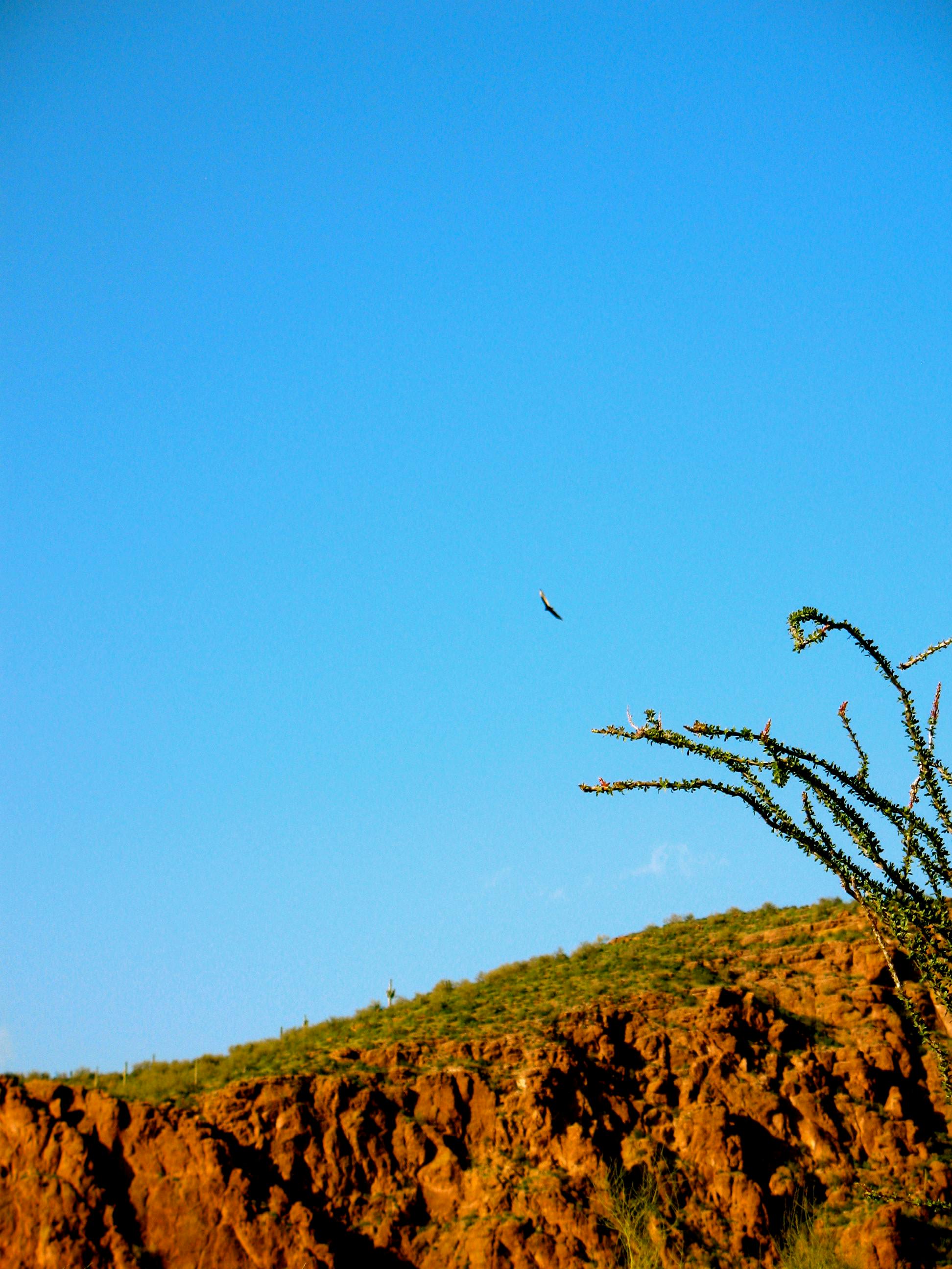 Free stock photo of arizona, bird, cliff