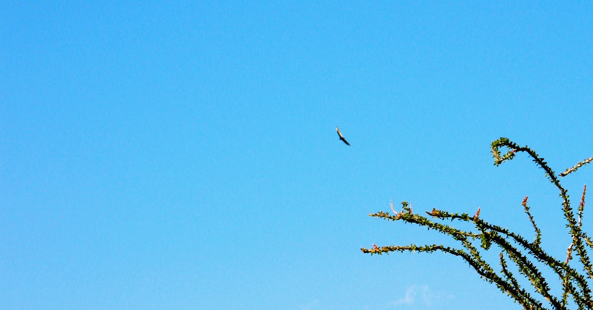 Free stock photo of arizona, bird, cliff