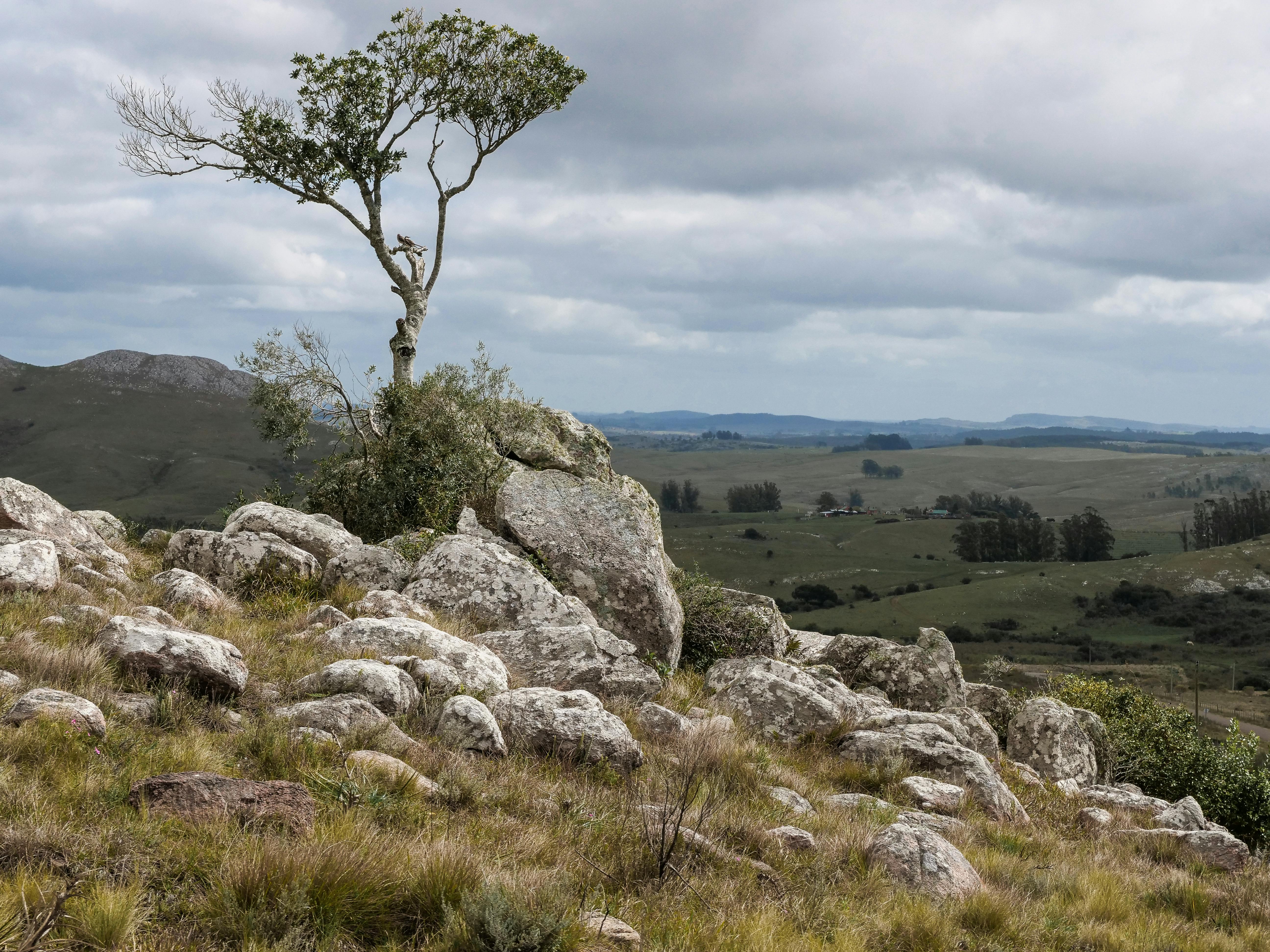 A lone tree stands atop rocky terrain in Lavalleja, Uruguay under an overcast sky.