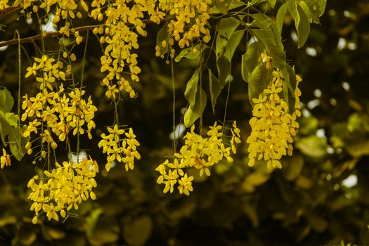 Yellow Flowers on Tree Branches