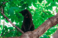 阳光明媚的日子里，一只黑猫栖息在绿叶葱茏的树枝上