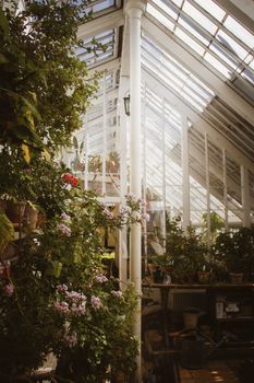 A serene greenhouse interior showcasing vibrant plant life under natural sunlight in Aarhus, Denmark.