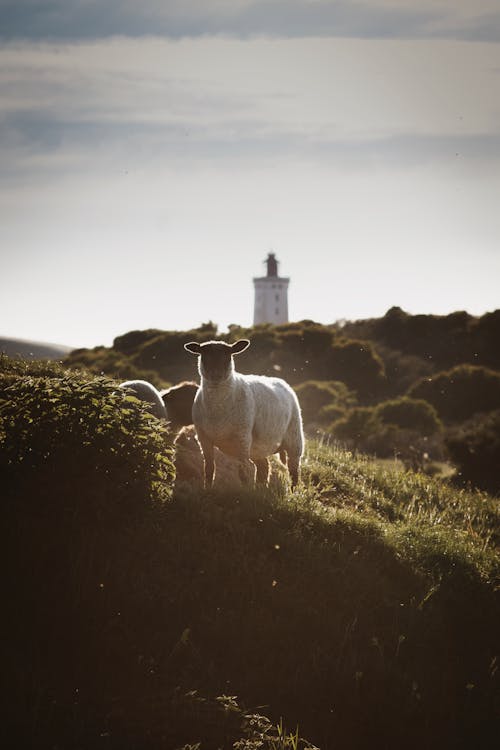 Sheep grazing on a hillside near a lighthouse