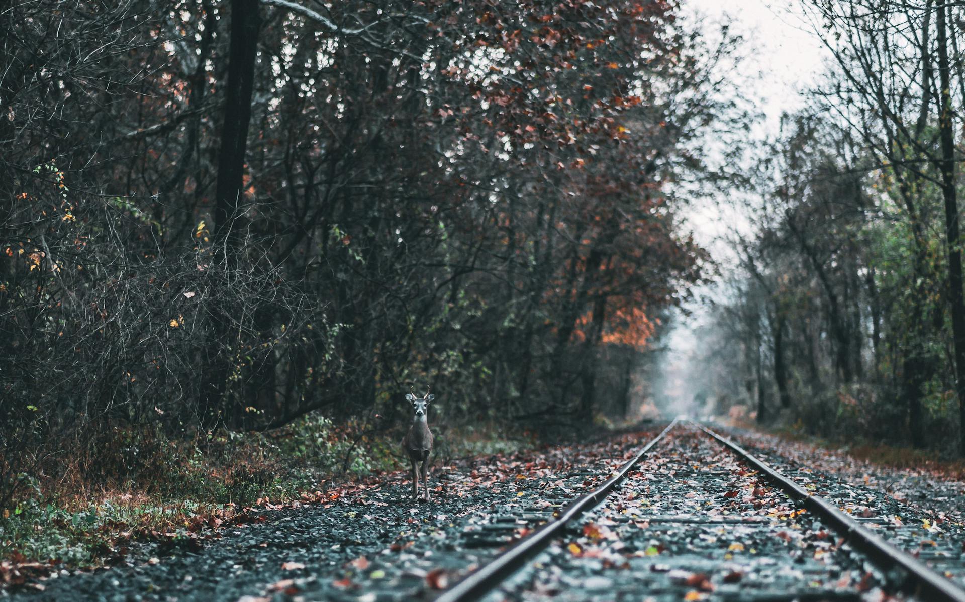 Photo of Deer Standing Near Train Track In Between Woods