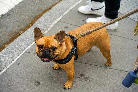 阳光明媚的日子里，一只迷人的法国斗牛犬被牵着皮带在户外行走