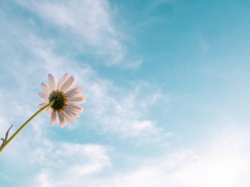 Gratis lagerfoto af blå himmel, blomst, dagslys