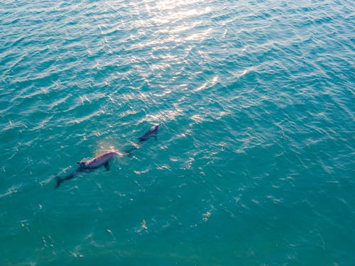 Two Dolphins Underwater