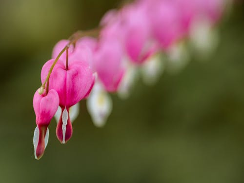 Selective Focus Photo of Purple Pacific Bleeding Heart Flowers