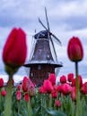 在美国密歇根州的荷兰，有一片郁金香盛开、充满活力的土地，还有一座历史悠久的风车